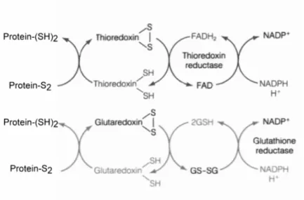 Figure 4 : Cycles des systèmes antioxydants impliquant la thiorédoxine (en haut)   et la glutarédoxine (en bas)