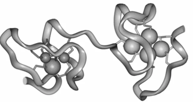 Figure  5 :  Structure  tridimensionnelle  de  métallothionéine  chez  le  rat.  Les  sphères  représentent  les  ions métalliques fixés par les résidus cystéines (adaptée d’après (Romero-Isart and Vasak, 2002)) 