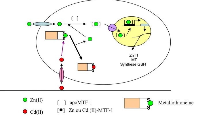 Figure 8: Modèle illustrant l'activation de MTF-1. MTF-1 est activée suite à la liaison du zinc, subit  une translocation au noyau et se fixe sur les motifs MRE de l’ADN des gènes de la MT, ZnT-1 et la  γ  -glutamylsynthétase