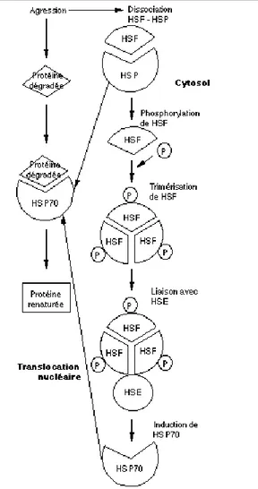 Figure 9 : Mécanisme d’activation des HSP 70 d’après (David, 2001) 