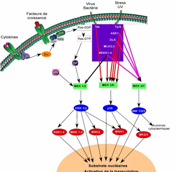 Figure 10: Les voies de signalisation des MAP kinases. Les différents modules MAP kinases chez les  mammifères  régulent  la  croissance  cellulaire,  la  différenciation,  la  réponse  au  stress  et    le  développement