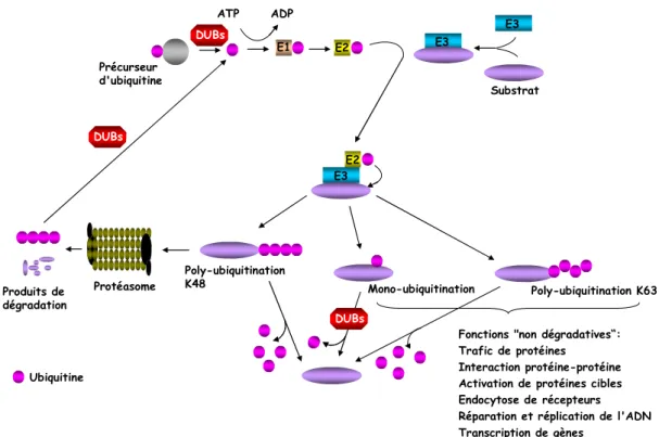 Figure  2.  Les  différentes  étapes  de  l’ubiquitination.  L’ubiquitination  est  catalysée  par  trois  types  d’enzymes :  les « ubiquitin activating enzymes » E1, les « ubiquitin conjugating enzymes » E2 et les « ubiquitin ligases » E3