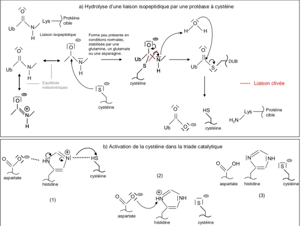 Figure 4. Mécanismes chimiques de l’hydrolyse d’une liaison isopeptidique par une protéase à cystéine (a)  et de l’activation de la cystéine catalytique (b)