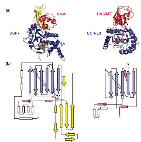 Figure 6. Représentation de la structure des sites catalytiques d’USP7 et UCH-L3.  