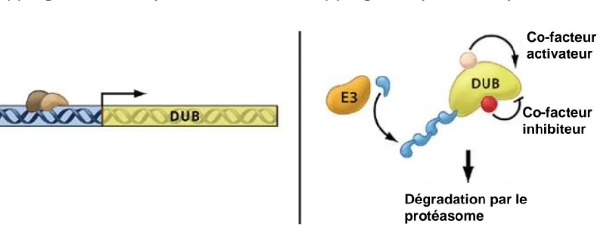 Figure  8 .  Les  mécanismes  de  régulation  des  DUBs.  La  régulation  des  DUBs  peut  se  faire  au  niveau  transcriptionnel (a) et post-transcriptionel grâce à des co-facteurs (b)
