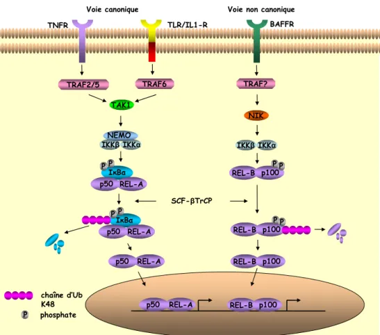 Figure  11.  Voies  d’activation  canonique  et  non  canonique  des  facteurs  NF- κ B