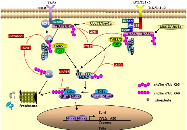 Figure 12. Modèle d’activation des voies du TNFR et des TLRs/IL-1R chez les mammifères