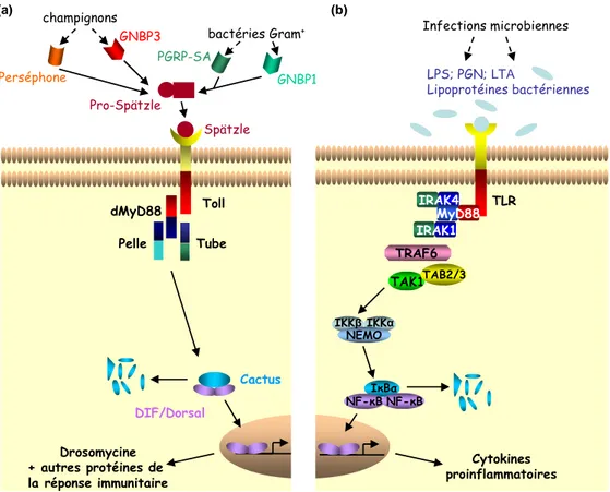 Figure 13. Modèle d’activation des facteurs NF-κκκκB par les voies Toll/TLRs chez la drosophile et les mammifères  respectivement