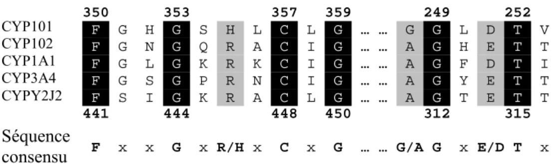 Figure  1-4 Séquences  consensus  « Cys-Pocket »  caractéristiques  des  cytochromes  P450  (source :  thèse  de  P
