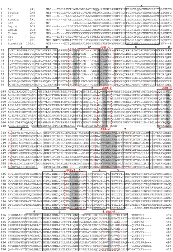 Figure  1-18  Alignement de séquences multiples entre les CYP2 membranaires et le P450cam (source Gotoh,  1992)
