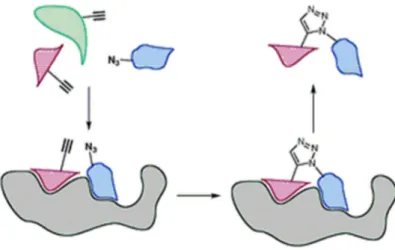 Fig. II.9. : Principe de la chimie click  in situ pour l’identification d’inhibiteurs d’une protéine