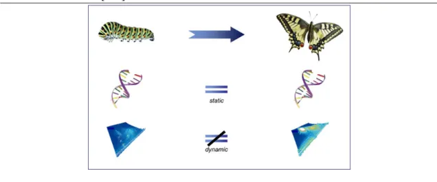 Fig. 1.1 Le génome de la chenille et du papillon est le même, leur protéome ne l’est pas.