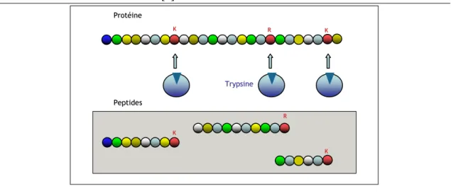 Fig. 3.4 Principe de la digestion par la trypsine. Chaque cercle représente un acide aminé.