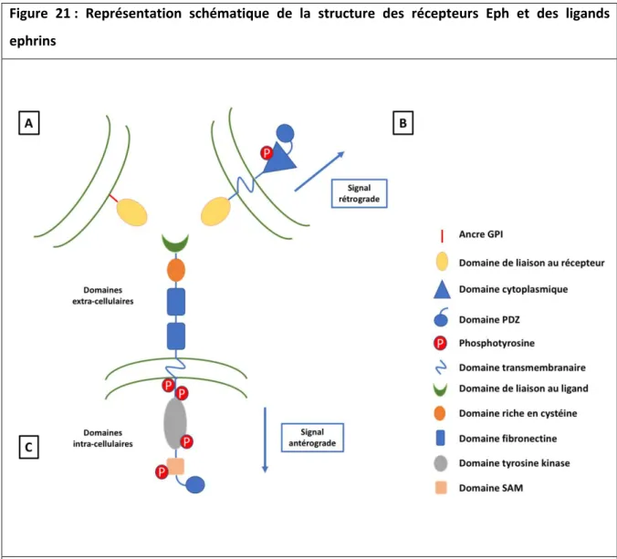 Figure  21 :  Représentation  schématique  de  la  structure  des  récepteurs  Eph  et  des  ligands  ephrins 