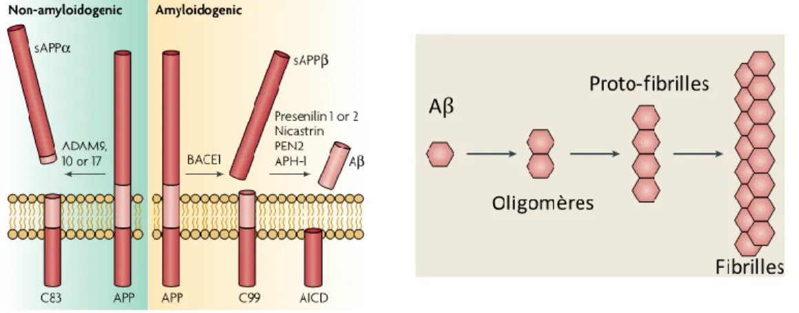 Figure 16 : Illustration de la production de peptides amyloïdes  Métabolisme de l’APP et oligomérisation de l’Aβ (LaFerla, Green et al