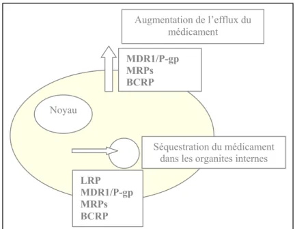 Figure 9 : Protéines de transport dans la résistance multidrogue   (D’après Filipits, 2004 [36]) 