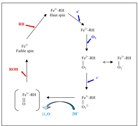 Figure 12 : Cycle catalytique du cytochrome P450  (D’après Bienvenüe, 2004 [11]) 