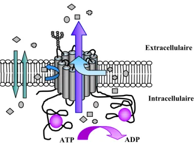 Figure 15 : Structure de la P-gp – Diffusion passive des molécules à travers la membrane (           ) et leur  transport actif par la P-gp, soit à partir du cytosol (             ), soit après partition membranaire (              ) 
