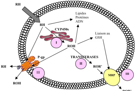 Figure 1 : Métabolisme des composés exogènes hydrophobes au sein d’une cellule   (D’après Dr Marcel Delaforge, CEA Saclay) 