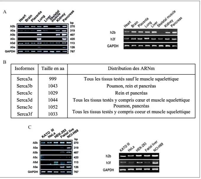 Figure I.2-4 Distribution des ARNm des isoformes SERCA3 dans différents tissus  humains et dans quelques lignées cellulaires (d’après Martin  et al