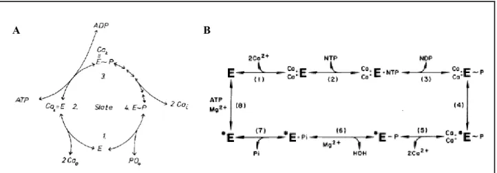 Figure I.2-6 Cycle de transport de Ca 2+  par l’ATPase du réticulum sarcoplasmique  proposé par Makinose, 1973 (A) puis de Meis et Vianna, 1979 (B) 