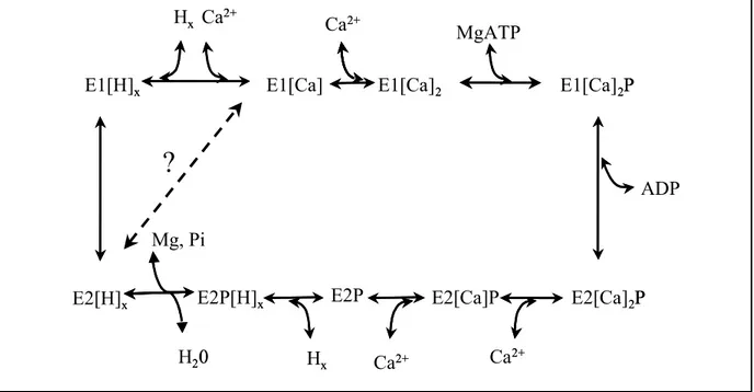 Figure I.2-7 Cycle catalytique détaillant le transport de Ca 2+  par SERCA. 