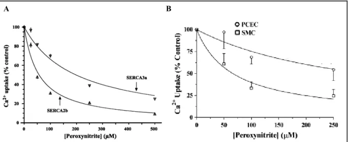 Figure I.2-9 Effets de concentrations croissantes de péroxynitrite sur le transport  de Ca 2+   