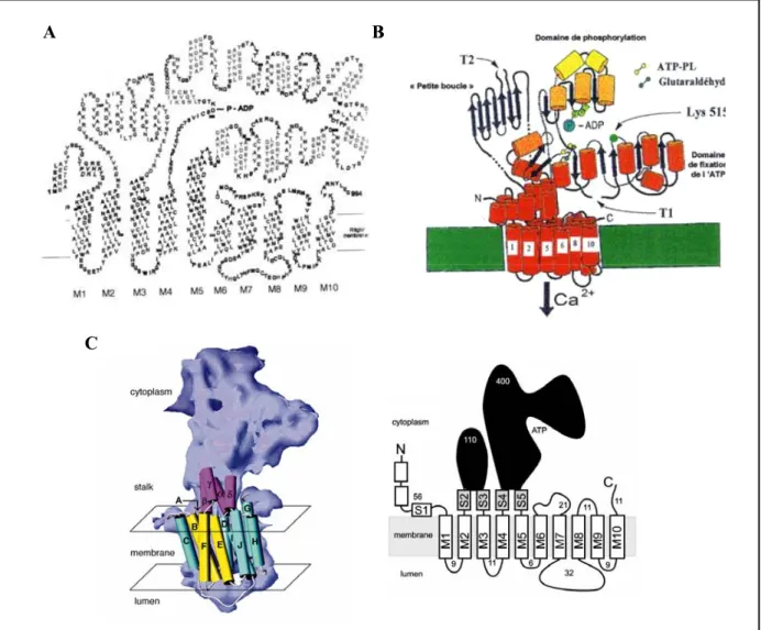 Figure I.2-10 Organisation structurale de SERCA déduite des analyses biochimiques  ou de la cryomicroscopie électronique 