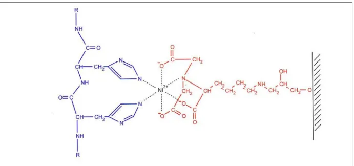 Figure I.3-6 : Interactions entre la matrice Ni-NTA et les résidus histidine de la  protéine étiquetée (image empruntée à « The QIA expressionist  », QIAGEN) 