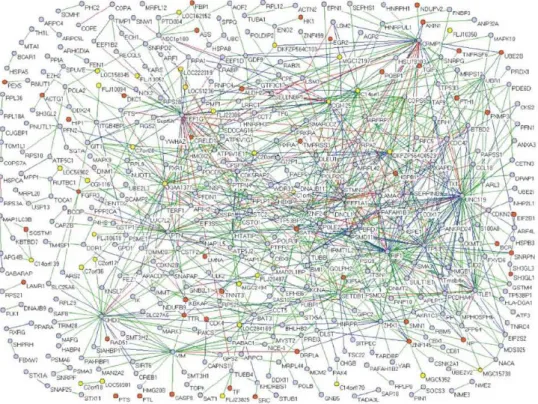 Figure  4.  Carte  d’interaction  protéine-protéine  impliquant  911  interactions  caractérisées  chez  l’homme