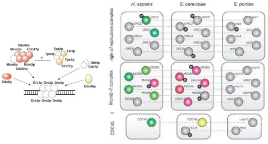 Figure 11. L’assemblage des complexes protéiques est contrôlé par différentes sous-unités dans chaque organisme