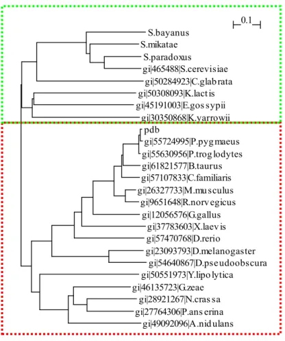 Figure  29.  Arbre  phylogénétique  de  la  protéine  Nbs1.  Deux  familles  de  séquences  peuvent  être  identifiées