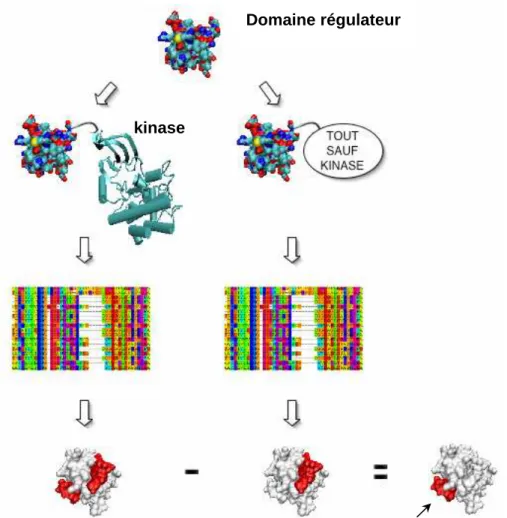 Figure 35. Application du principe de conservation différentielle au cas des domaines régulateurs de protéines kinase