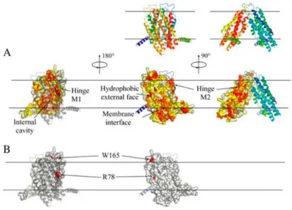 Figure 38. Conservation de la protéine E. Coli MsbA. (A) Conservation de la protéine MsbA