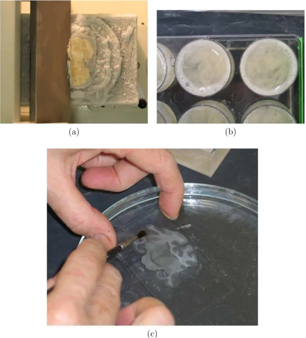 Fig. 1.7 – Coupe d’un cerveau de babouin en cours au microtome (a), les petits r´eceptacles appel´es puits dans lesquels les coupes sont stock´ees et s’entremˆelent (b) et le montage sur lame de verre apr`es ´etalement de la coupe dans une boˆıte de P´etri