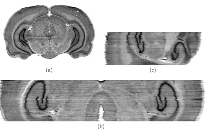 Fig. 2.5 – Vue du volume anatomique cr´esyl violet align´e en incidence initiale de coupe coronale (a), puis en incidence virtuelle axiale (b) et sagittale (c)