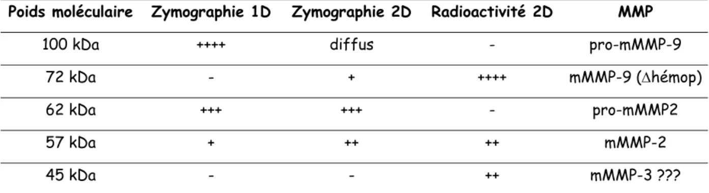 Tableau 3.2 : Récapitulatif des protéines observées en zymographies 1D et 2D et en  électrophorèse 2D avec analyse en radioactivité