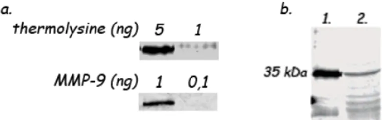 Figure 1.22 : Résultats de l’étude de Chan et al. ; a, test de la sensibilité de détection de la  sonde développée sur une gamme de thermolysine et de MMP-9 (Les résultats les plus  sensibles sont présentés) ; b, détection de 200  ng  de  thermolysine  pur