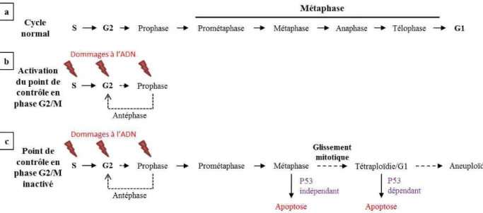Figure 14 : Mort cellulaire par apoptose dans un contexte de catastrophe mitotique  (a) Cycle cellulaire normal