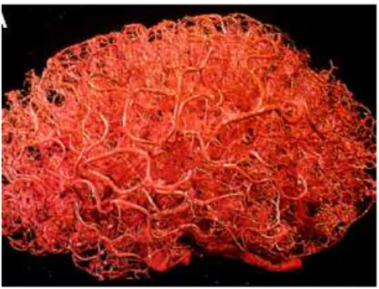 Figure 2 : Le réseau micro-vasculaire du cerveau humain adulte. Extrait de (Zlokovic et Apuzzo, 1998)