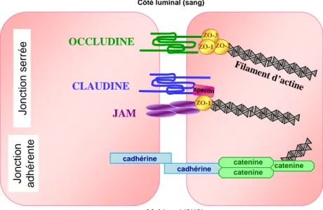 Figure 5 : Représentation schématique d’une coupe de capillaire cérébral et des jonctions adhérentes et serrées  présentes entre les cellules endothéliales