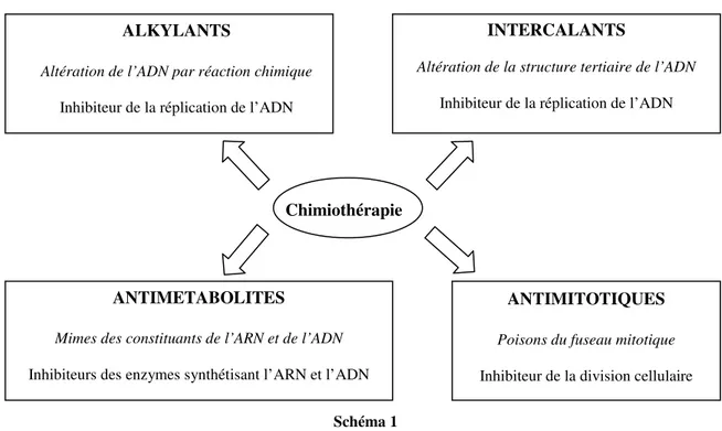Figure 1 : Le cycle cellulaire et les différents agents chimiothérapeutiques Chimiothérapie 