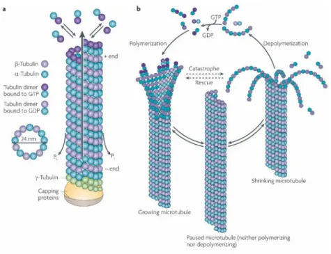 Figure 3 :  Description des microtubules  8
