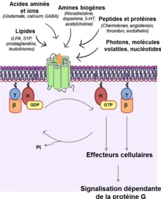 Figure  10  –  Cycle  d’activation  de  la  protéine  G.  Les  RCPG  peuvent  être  activés  par  une  grande  variété chimique de ligands