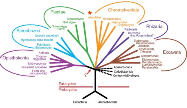 Figure 2 : Arbre représentant l’organisation des eucaryotes en six règnes. La classification repose sur les  informations collectées grâce aux avancées des méthodes analytiques en phylogénétique moléculaire