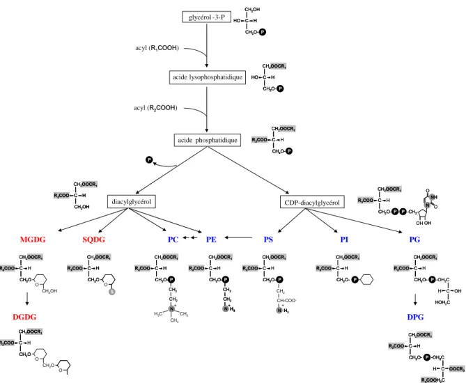 Figure 15 : Voies générales de synthèse des glycérolipides. Les glycolipides sont indiqués en rouge, les  phospholipides en bleu et les précurseurs hydrophobes de ces lipides sont encadrés