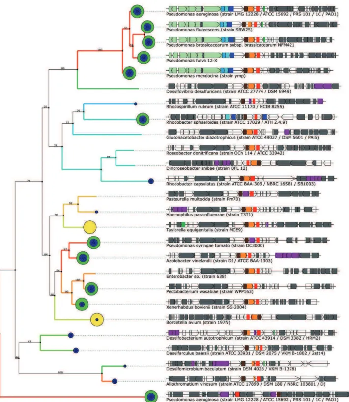 Fig. 5. In silico analysis of tagTSR-like genes. Maximum likelihood tree of TagR and TagR-like proteins (matching COG1262) with genomic context of the associated genes, together with the periplasmic PvdO protein of P