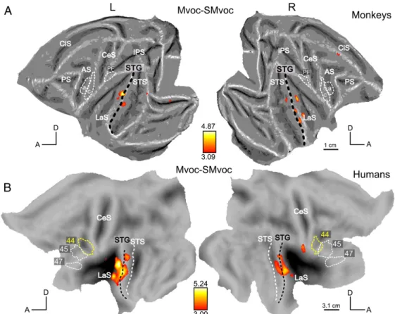 Figure 5: Scrambling effect for monkey vocalizations. SPM T-maps (p b 0.001 uncorrected) for the contrast Mvoc–SMvoc in monkeys (A) and in humans (B).