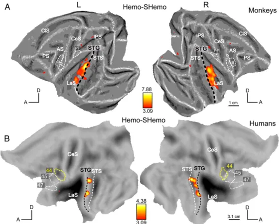 Figure 6: Scrambling effect for human emotional sounds. SPM T-maps (p b 0.001 uncorrected) for the contrast Hemo–SHemo in monkeys (A) and in humans (B).