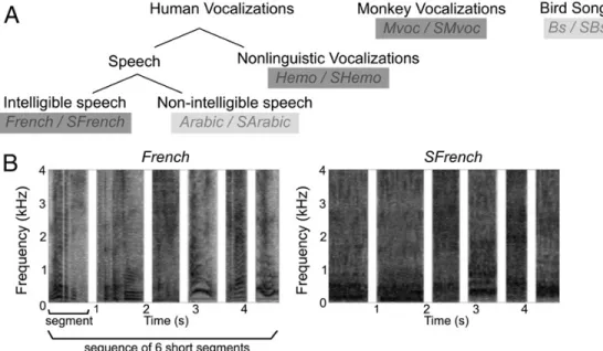 Figure 1: Fig. 1. Different categories of vocalizations. (A) The five sound categories are: intelligible speech, unintelligible speech, non-linguistic vocalizations (emotional sounds), monkey vocalizations and bird songs